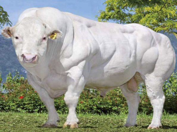 FILET BE000426893302 (Belgian Blue)