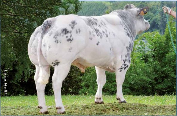 SORCIER BE000857610507 (Belgian Blue)